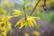 Forsythia flowers and green leaves