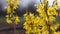 Forsythia flowers video with sound