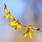 Forsythia flowersin early spring. Blossoming forsythia in the orchard. Bokeh.