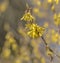 Forsythia flowersin early spring. Blossoming forsythia in the orchard. Bokeh.