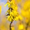 Forsythia flowersin early spring. Blossoming forsythia in the orchard. Bokeh.