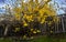 Forsythia, golden bell flowers, Canada