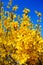 Forsythia(Golden bell flowers) in spring