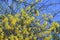 Forsythia Golden bells flowers.