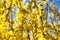 Forsythia golden decoration early spring flower bush with blue sky the first blooming bush in year