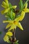Forsythia Intermedia Lynwood flower and leaves macro vertical