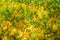 Forsythia low shrub having bright yellow flowers in spring