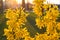 Forsythia is an ornamental deciduous shrub with yellow flower in backlit. Garden plant.