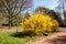 Forsythia plant in bloom by spring