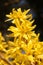 Forsythia Plant or Easter tree