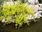 Forsythia plant with yellow flowers