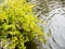 Forsythia plant with yellow flowers near water
