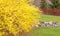 Forsythia and rock border