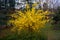 Forsythia shrub with beautiful yellow flowers in the park 2