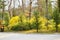 Forsythia shrub with beautiful yellow flowers in the park 2