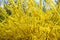 Forsythia shrub with vivid yellow flowers is the first sign of upcoming spring. Background and copy space