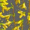 Forsythia.Spring flowers. Yellow flowering shrub. Garden plants. Botanical illustration. Yellow spring forsythia branches.