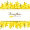 Forsythia suspensa card template with copy space on stripe, fluffy blossoming yellow spring tree. Golden Bell