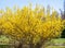 Forsythia suspensa flowers plant blooming, announcing the beginning of spring