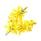 Forsythia suspensa, fluffy spring tree branch. Golden Bell, blossoming yellow flowers. Vector illustration