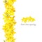 Forsythia suspensa frame left border. Card template. Feel the spring. blossoming yellow spring tree. Golden Bell