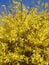 Forsythia yellow