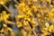 Forsythia yellow flowers