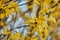 Forsythia yellow flowers