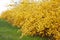 Forsythia, yellow spring flowers