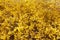 Forsythia, yellow spring flowers background