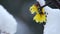 Forsythias blooming in ice and snow, water drops hanging on yellow petals, selective focus