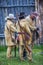 Fort Bridger Rendezvous 2014