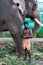 Fort Kochi, India - 16th November 2017: A captive elephant, with iots Mahout, kept for use in Hindu ceremonies in Fort Cochin Indi