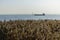 Fort in Kronstadt and a self-propelled cargo ship, shore with dry reeds, sunny day