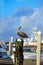 Fort Lauderdale Pelican bird in marina Florida