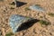 Fort Ord Dunes State Park in Coastal Monterey