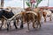 Fort Worth Texas Longhorn Cattle Drive