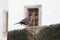 Fortress Konigstein. Mountain fortress in Saxon Switzerland. Bird