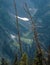 Fortune Cookie Pass, Okanogan-Wenatchee National Forest, Cascade Range, Washington