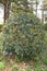 Fortune`s osmanthus