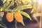 Fortunella margarita Kumquats  cumquats  foliage and fruits on kumquat tree