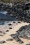 Forty endangered Green Sea Turtles basking in the sand at Hookipa Beach in Maui, Hawaii