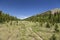 Forty Mile Summit Alpine Meadow Sawback Mountain Range Canadian Rockies