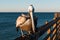 Forward-Facing California Brown Pelican on Oceanside Pier