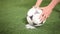 Forward places a soccer-ball to a penalty spot for a kick. Soccer ball close up
