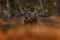 Fosa,endemic rare animal, Kirindy Forest in Madagascar. Fosa in the nature habitat