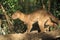 Fossa