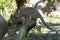 Fossa cat from Madagascar