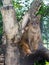 Fossa (Cryptoprocta ferox)