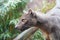 Fossa looking out at the world